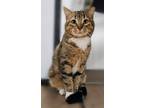 Adopt Mr. Mary Todd a Domestic Shorthair / Mixed (short coat) cat in Genoa