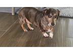 Adopt Shelby & Cricket a Black - with Tan, Yellow or Fawn Dachshund / Mixed dog