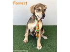 Adopt Forrest a Tricolor (Tan/Brown & Black & White) Labrador Retriever /