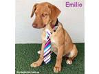 Adopt Emilio a Tan/Yellow/Fawn Labrador Retriever / German Shepherd Dog / Mixed