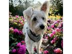 Adopt SCOUT a White - with Tan, Yellow or Fawn Schnauzer (Miniature) / Westie
