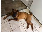 Adopt HEMINGWAY a Red/Golden/Orange/Chestnut Shar Pei / Mixed dog in Oakland