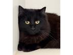 Adopt Lava a All Black Domestic Longhair / Domestic Shorthair / Mixed cat in Red