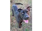 Adopt Dale a Black Labrador Retriever / Mixed Breed (Medium) / Mixed (short