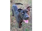 Adopt Dale a Black Labrador Retriever / Mixed dog in Yakima, WA (39564070)