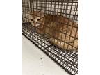 Adopt Sneezie a Orange or Red Domestic Shorthair / Mixed Breed (Medium) / Mixed