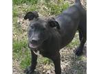 Adopt Noname a Black Pit Bull Terrier / Mixed dog in Broken Arrow, OK (41059705)