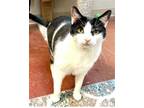 Adopt Mr. Tuxx a Black & White or Tuxedo Domestic Shorthair / Mixed (short coat)