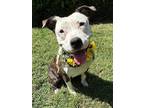 Adopt Merlot a Brindle - with White American Staffordshire Terrier / American