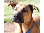 Adopt Nico 1-23-24 a Brown/Chocolate Shepherd (Unknown Type) / Mixed dog in