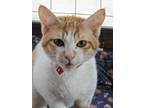 Adopt Intimo a Orange or Red (Mostly) Domestic Shorthair (short coat) cat in