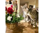 Adopt Simon and Stella a Gray, Blue or Silver Tabby American Shorthair / Mixed