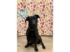 Adopt Ash a Black Labrador Retriever / Mixed dog in Osceola, IA (41079173)