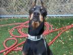 Adopt Cassius a Black - with Tan, Yellow or Fawn Doberman Pinscher / Mixed dog