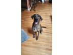Adopt Dana a Brindle Great Dane / Greyhound / Mixed dog in Cumberland