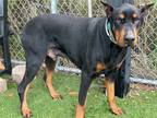 Adopt Zeus a Black - with Tan, Yellow or Fawn Doberman Pinscher / Mixed dog in