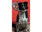 Adopt Angus a Black - with White Border Collie / Mixed dog in Osceola
