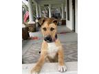 Adopt Suds a Brown/Chocolate - with Black German Shepherd Dog / Mixed dog in