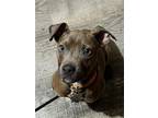 Adopt Mikey a Pit Bull Terrier / Mixed dog in Binghamton, NY (40671806)