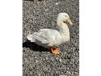 Adopt Drakes a White Duck bird in Lansdale, PA (41078955)