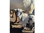 Adopt Morticia a Goat farm-type animal in Lansdale, PA (41079020)