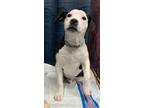 Adopt Patches a White - with Black American Staffordshire Terrier / Mixed dog in