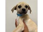 Adopt Yeti a Mixed Breed (Medium) / Mixed dog in Rancho Santa Fe, CA (40377321)