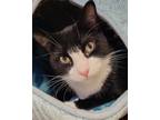 Adopt Usher a Black & White or Tuxedo Domestic Shorthair (short coat) cat in