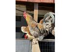 Adopt Roosters a Brown Chicken bird in Lansdale, PA (41078974)