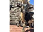 Adopt Snickers a Goat farm-type animal in Lansdale, PA (41078915)