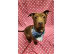 Adopt Princess a Red/Golden/Orange/Chestnut American Pit Bull Terrier / Mixed