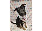 Adopt Garnet a Black Rottweiler / Mixed dog in Lafayette, IN (40343640)