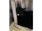 Adopt Frankie a All Black Domestic Shorthair / Domestic Shorthair / Mixed cat in