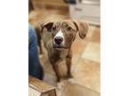 Adopt Peaches a Brown/Chocolate American Pit Bull Terrier / Mixed dog in Fort