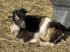Adopt Puddin a Goat farm-type animal in Lansdale, PA (41078865)