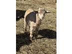 Adopt Truffle a Goat farm-type animal in Lansdale, PA (41078907)
