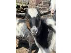 Adopt Guinness a Goat farm-type animal in Lansdale, PA (41078763)