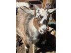 Adopt Tyson a Goat farm-type animal in Lansdale, PA (41078724)