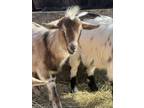 Adopt S’more a Goat farm-type animal in Lansdale, PA (41078750)