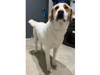 Adopt Scarlett a White - with Tan, Yellow or Fawn Great Pyrenees / Anatolian