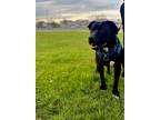 Adopt Kane a Black Pit Bull Terrier / Mixed dog in LAS VEGAS, NV (41078626)