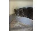 Adopt Reed a Gray or Blue Domestic Shorthair / Domestic Shorthair / Mixed cat in