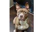 Adopt Nava a Brown/Chocolate - with White Pit Bull Terrier / Mixed dog in LAS
