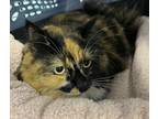 Adopt Amber a Calico or Dilute Calico Maine Coon (long coat) cat in Harrisburg