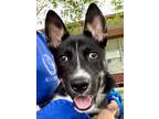 Adopt Fireball *SN*VIP* a Black Husky / Shepherd (Unknown Type) / Mixed (short