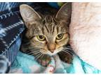 Adopt Patchouli a Orange or Red Domestic Shorthair / Domestic Shorthair / Mixed