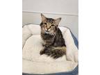 Adopt Stu a Domestic Mediumhair / Mixed (short coat) cat in Greensboro