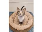 Adopt Purrmione Granger a Domestic Shorthair / Mixed (short coat) cat in