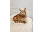 Adopt Gunther a Domestic Shorthair / Mixed (short coat) cat in Greensboro