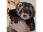 Adopt Henry a Brown or Chocolate Ferret small animal in Phoenix, AZ (41077934)
